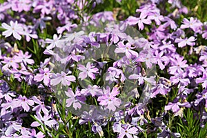 Phlox subulata