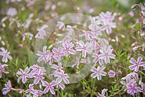 Phlox subulata Candy Stripes white pink striped flowers