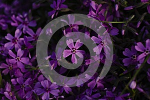 Phlox subulata creeping phlox, moss phlox, moss pink, or mountain phlox flowers background.