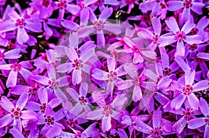 Phlox subulata creeping phlox, moss phlox, moss pink, or mountain phlox flowers background. Many small purple flowers