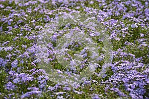 Phlox subulata, creeping phlox, mountain phlox. The small, five-petaled flowers bloom in blue