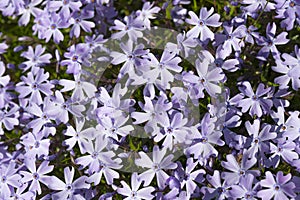 Phlox subulata \