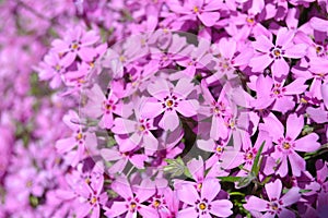 Phlox subulata flower. Pink tiny flowers background, close up