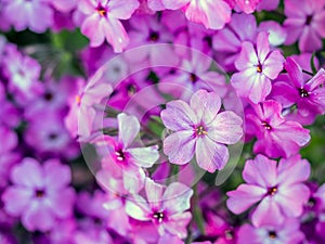 Phlox subulata flowers in blossom