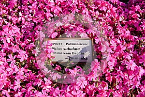 Phlox subulata flowers