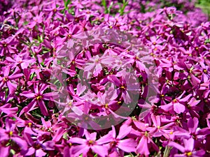 Phlox subulata, moss phlox or mountain phlox flowers background. Purple flowers for background, top view. Creeping phlox