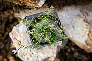 Phlox subulata or moss plox plant standing on rural stone wall