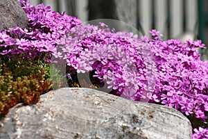 Phlox subulata over a stone.