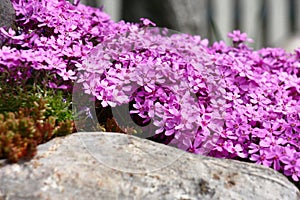 Phlox subulata over a stone in approach.