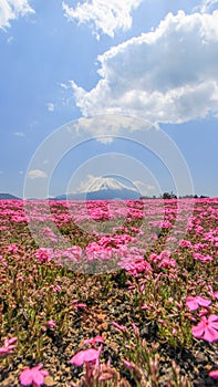 Phlox subulata in pink carpet appearance