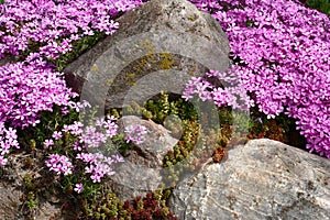 Phlox subulata and sedum. photo