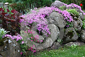 Phlox subulata on stones in a flower bed.
