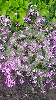 Phlox subulta flowers in bloom