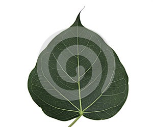 Pho leaf
