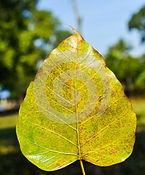 Pho leaf, Tree of Buddhism symbol. Thai national religion.