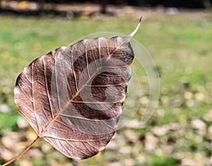 Pho leaf, tree of Buddhism symbol. Thai national religion.