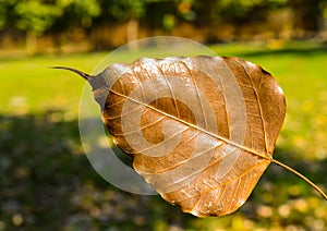 Pho leaf, tree of Buddhism symbol. Thai national religion.