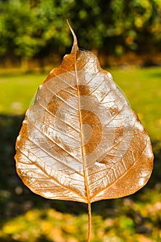 Pho leaf, tree of Buddhism symbol. Thai national religion.