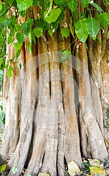 Pho, tree of the Buddhism symbol. Thai national religion.