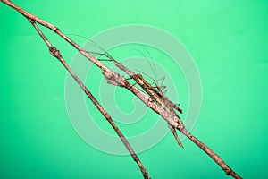 Phobaeticus camouflaged like a twig. photo