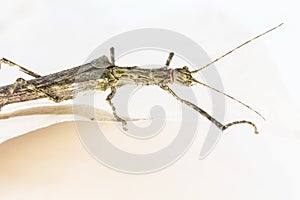 Phobaeticus or stick Insect on paper background. photo