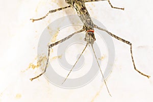 Phobaeticus or stick Insect on paper background. photo