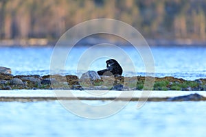 Phoca hispida, Ringed seal.