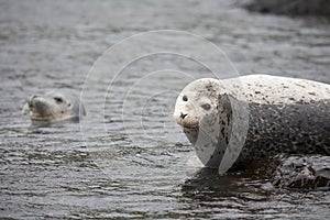 Phoca largha Larga Seal, Spotted Seal