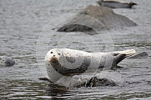 Phoca largha Larga Seal, Spotted Seal photo