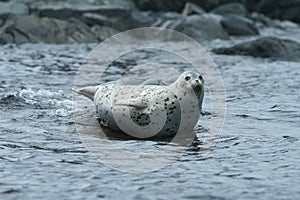 Phoca largha Larga Seal, Spotted Seal photo