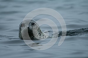 Phoca largha Larga Seal, Spotted Seal photo