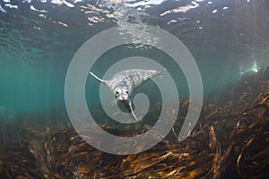 Phoca largha Larga Seal, Spotted Seal photo