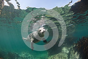 Phoca largha Larga Seal, Spotted Seal photo