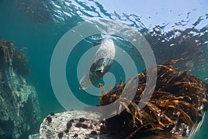 Phoca largha Larga Seal, Spotted Seal photo