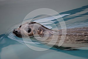 Phoca vitulina seal