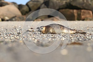 Phocidae. The beautiful wild nature of the North Sea. Germany.