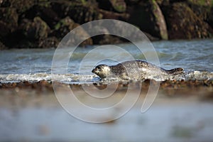 Phocidae. The beautiful wild nature of the North Sea. Germany.