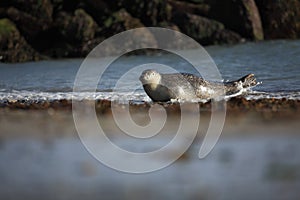 Phocidae. The beautiful wild nature of the North Sea. Germany.