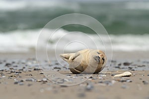 Phocidae. The beautiful wild nature of the North Sea. Germany.