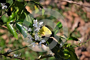 Phoebis philea philea butterfly on coffea sp flower