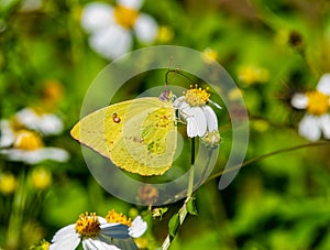 Phoebis sennae, the cloudless sulphur, is a mid sized butterfly in the family Pieridae found in the Americas