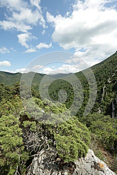 Phoenicean juniper or Arar