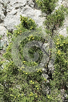 Phoenicean juniper or Arar