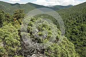 Phoenicean juniper or Arar