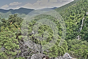 Phoenicean juniper or Arar