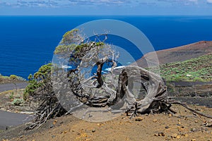 Enebro un árbol cielo azul a atlántico Océano 