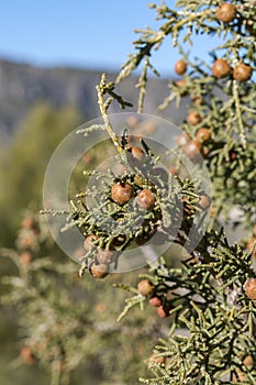 Phoenician juniper, Juniperus phoenicea