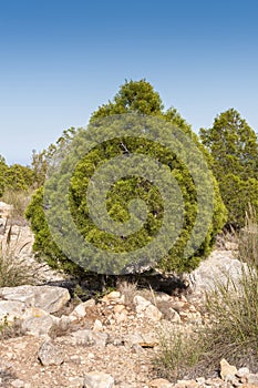 Phoenician juniper, Juniperus phoenicea