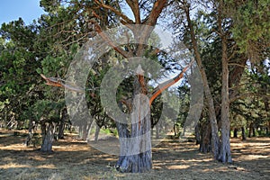 Phoenician Juniper old Forest in Soria province, Spain