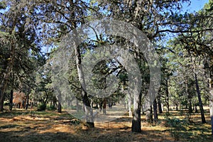 Phoenician Juniper old Forest in Soria province, Spain